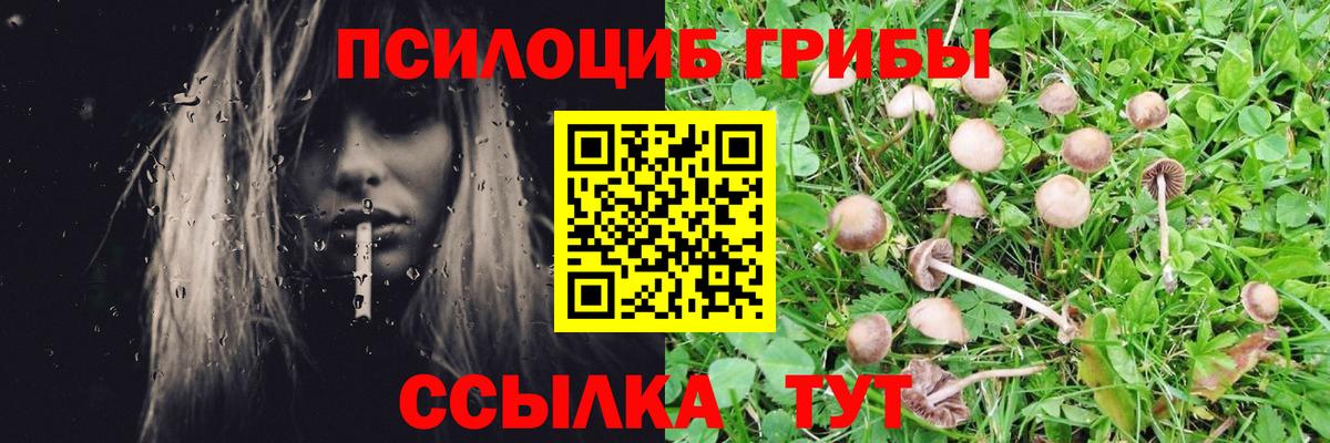где продают   Псилоцибиновые грибы Psilocybine cubensis  Вход с VPN  Домодедово 