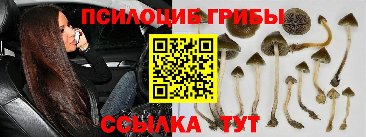 Псилоцибиновые грибы Cubensis Домодедово